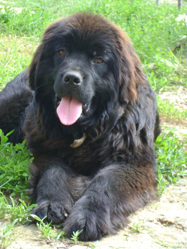 Фото: ньюфаундленд Starbimovlav Umnica (Старбимовлав Умница)