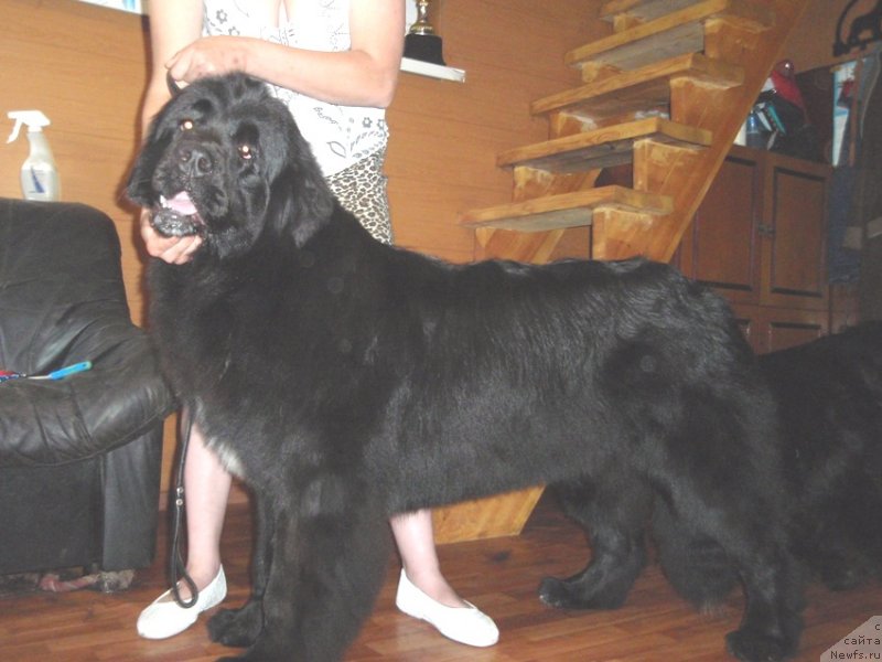 Фото: ньюфаундленд N'yufort Cena Uspeha (Ньюфорт Цена Успеха)