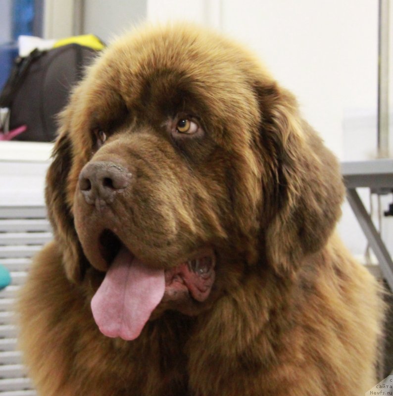 Фото: ньюфаундленд Prioritet Kofe (Приоритет Кофе)