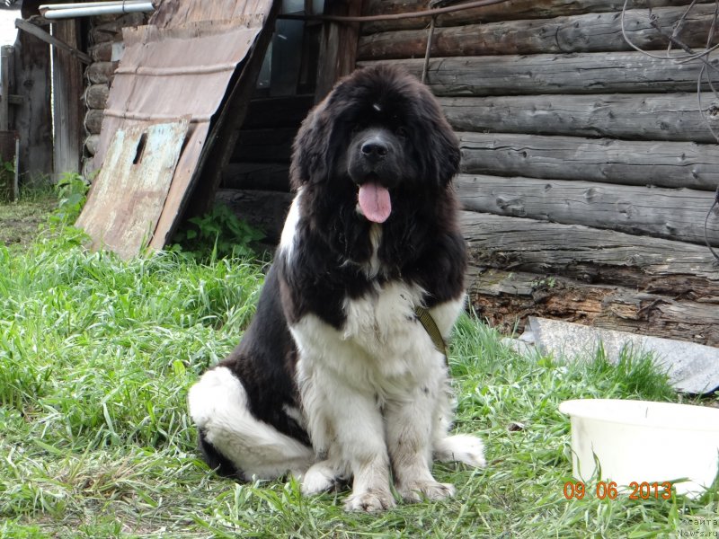 Фото: ньюфаундленд Fiamettahauz Pretti Drim (Фиаметтахауз Претти Дрим)