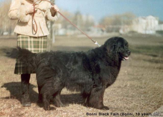 Фото: ньюфаундленд Bonni Black Fain (Бонни Блэк Файн)