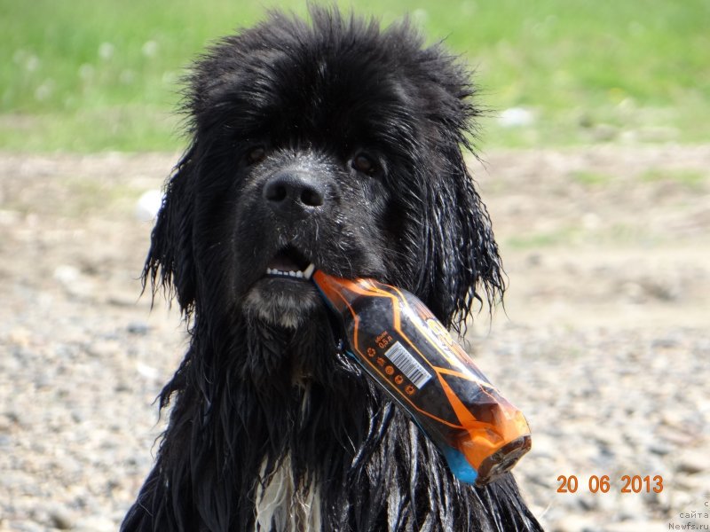 Фото: ньюфаундленд Fiamettahauz Pretti Drim (Фиаметтахауз Претти Дрим)