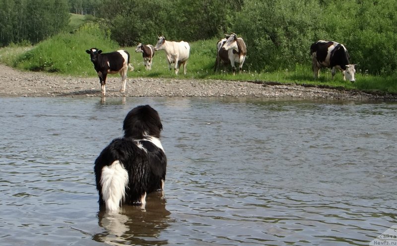 Фото: ньюфаундленд Fiamettahauz Pretti Drim (Фиаметтахауз Претти Дрим)