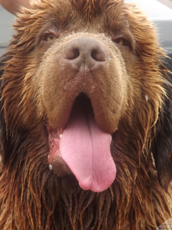 Фото: ньюфаундленд Prioritet Kofe (Приоритет Кофе)