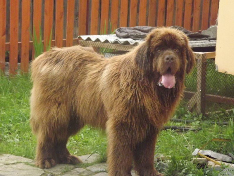 Фото: ньюфаундленд Prioritet Kofe (Приоритет Кофе)