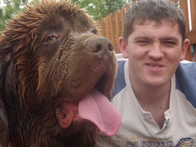 Фото: ньюфаундленд Prioritet Kofe (Приоритет Кофе)