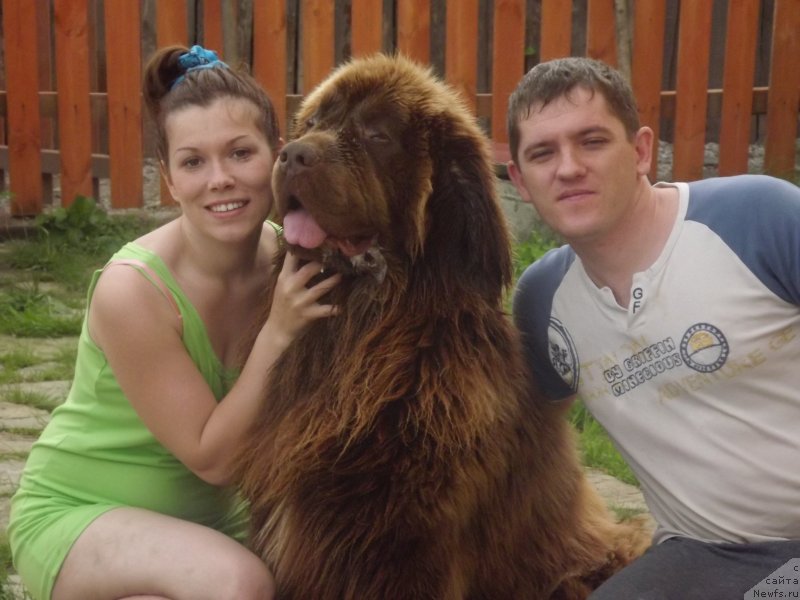 Фото: ньюфаундленд Prioritet Kofe (Приоритет Кофе)