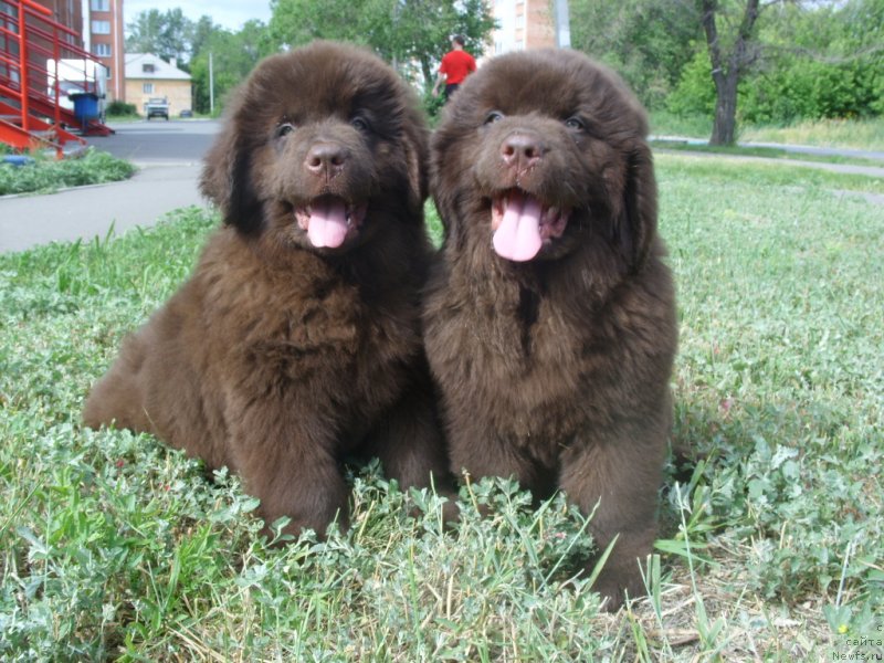 Фотография № 129625