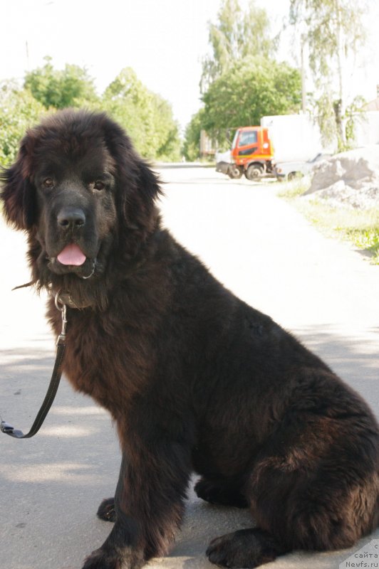 Фото: Созвездие Пармы Басси