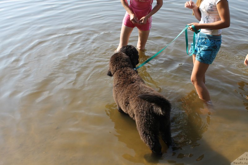 Фото: ньюфаундленд Laskovyiy i Nejnyiy Briz (Ласковый и Нежный Бриз)