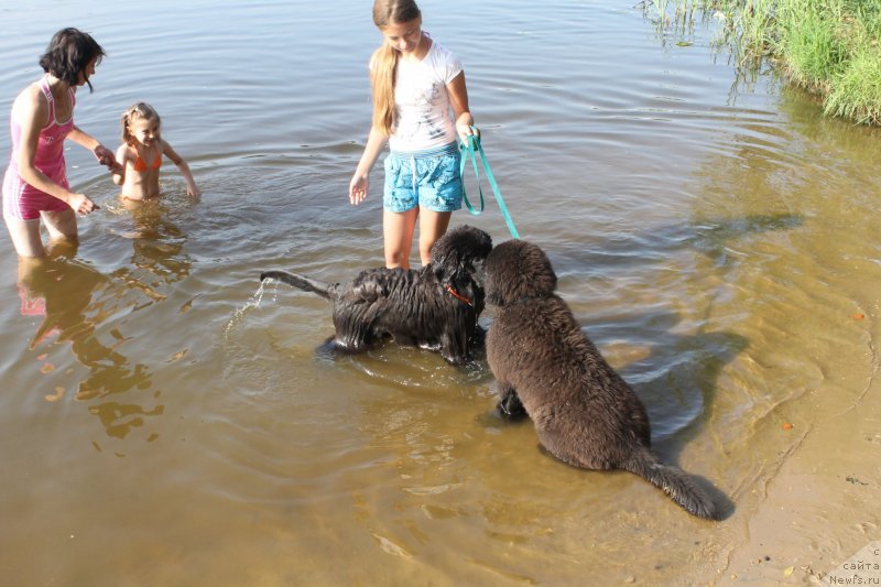 Фото: ньюфаундленд Laymar Seynari (Лаймар Сейнари), ньюфаундленд Laskovyiy i Nejnyiy Briz (Ласковый и Нежный Бриз)