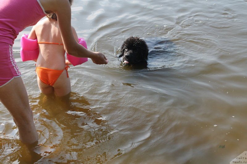 Фото: ньюфаундленд Laymar Seynari (Лаймар Сейнари)