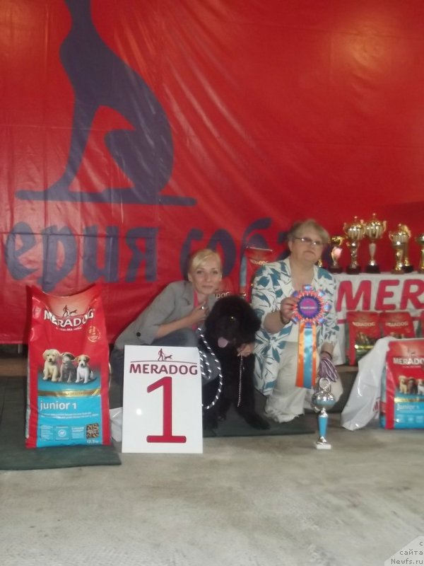 Фото: Щенки Ронни и Нэнси