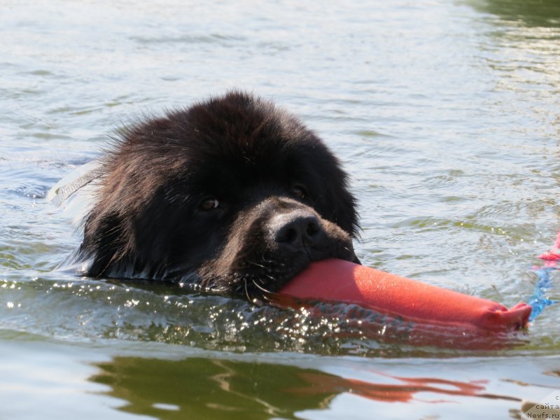 Фото: ньюфаундленд Schastlivyj Sluchay Kara Deniz (Счастливый Случай Кара Дениз)