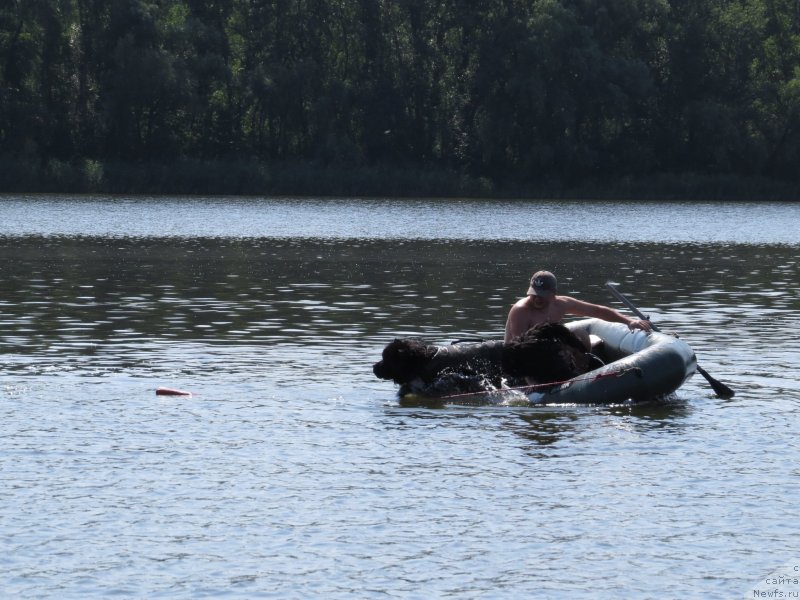 Фото: ньюфаундленд Schastlivyj Sluchay Kara Deniz (Счастливый Случай Кара Дениз)