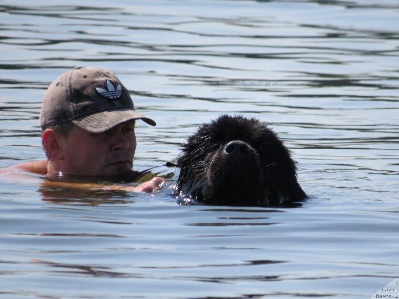Фото: ньюфаундленд Schastlivyj Sluchay Kara Deniz (Счастливый Случай Кара Дениз), Andrey Martyinov (Андрей Мартынов)