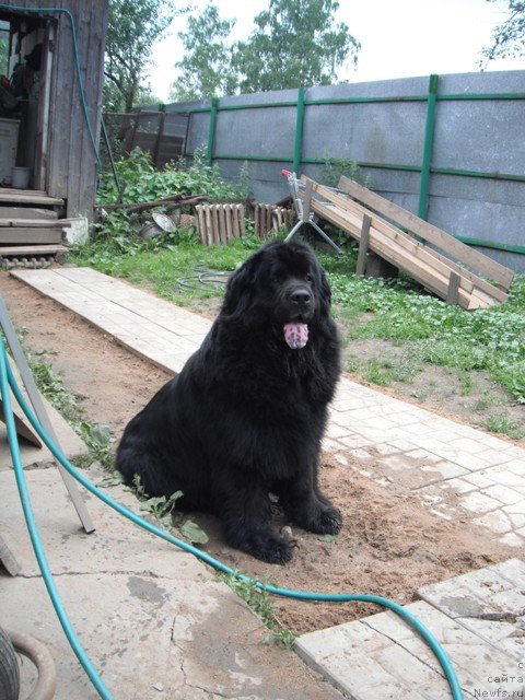 Фото: ньюфаундленд Gay New Space Prestizh (Гай Нью Спейс Престиж)