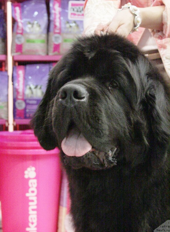 Фото: ньюфаундленд Beguschaya po Volnam Zephirine Drouhin (Бегущая по Волнам Зефирин Друэн)