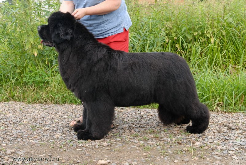 Фото: ньюфаундленд Sent Djons Rose for Me (Сент Джонс Роуз фо Ми)