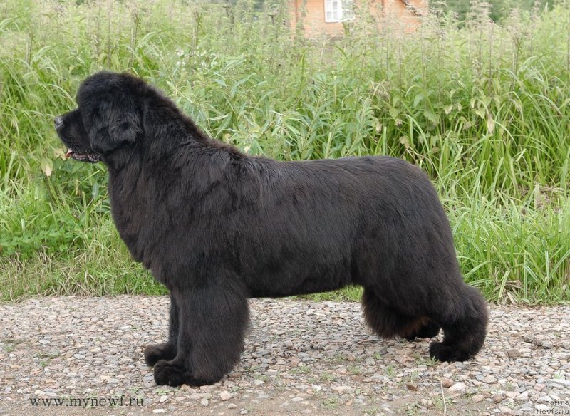 Фото: ньюфаундленд Sent Djons Rose for Me (Сент Джонс Роуз фо Ми)