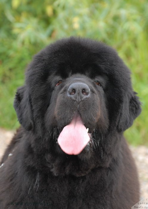 Фото: ньюфаундленд Sent Djons Rose for Me (Сент Джонс Роуз фо Ми)