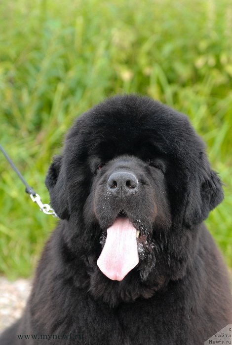 Фото: ньюфаундленд Sent Djons Rose for Me (Сент Джонс Роуз фо Ми)