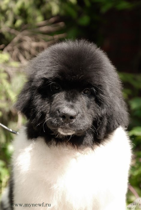 Фотография № 129690