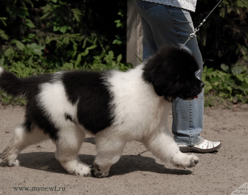 Фотография № 129692