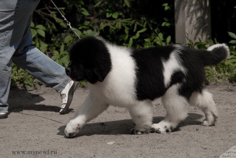 Фотография № 129693