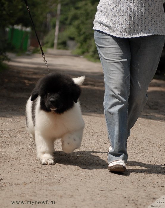 Фотография № 129694