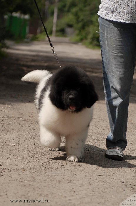 Фотография № 129695