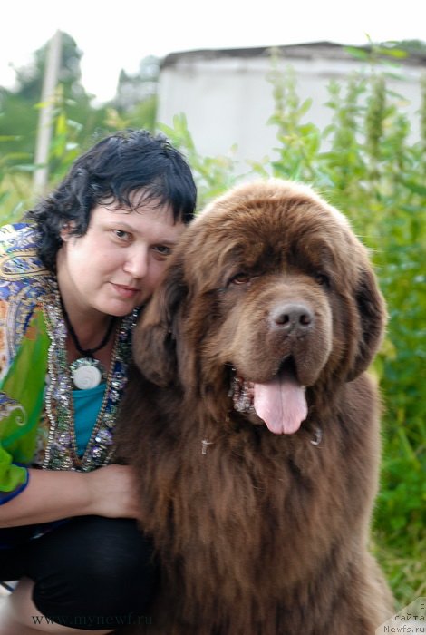 Фото: ньюфаундленд Aetna vom Riesrand (Aetna vom Riesrand), Varvara Ryibalova (Варвара Рыбалова)