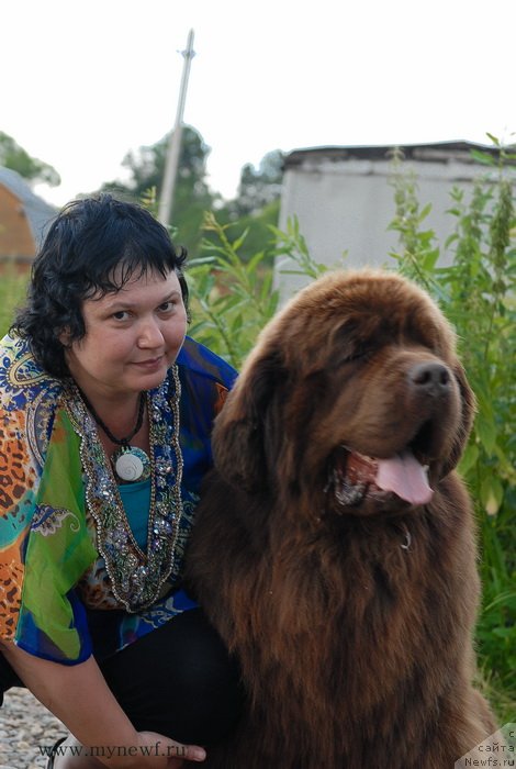 Фото: ньюфаундленд Aetna vom Riesrand (Aetna vom Riesrand), Varvara Ryibalova (Варвара Рыбалова)