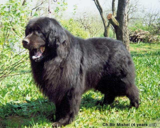 Фото: ньюфаундленд Mishel (Мишель)