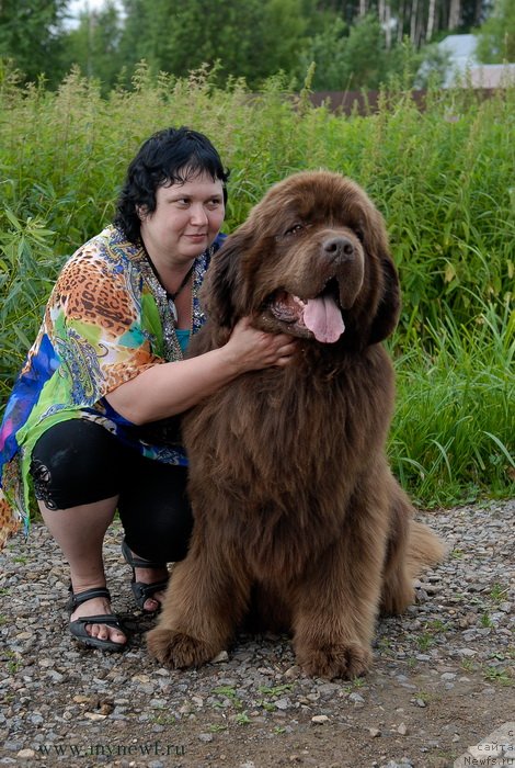 Фото: ньюфаундленд Aetna vom Riesrand (Aetna vom Riesrand), Varvara Ryibalova (Варвара Рыбалова)