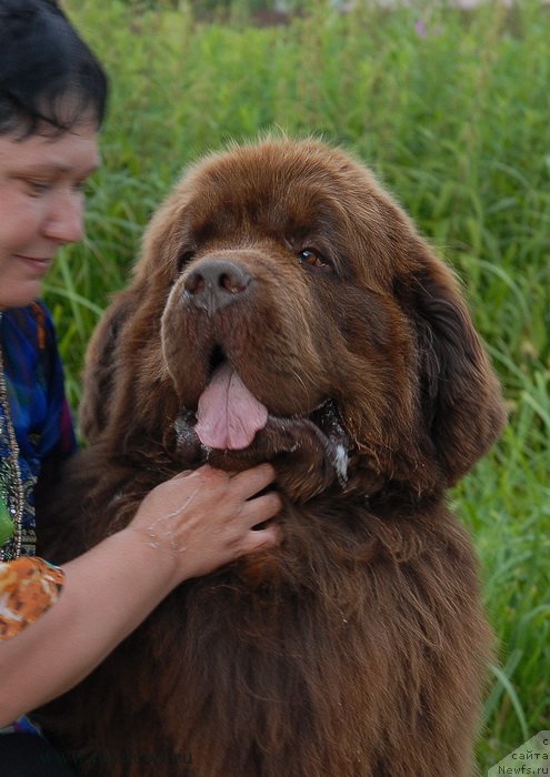 Фото: ньюфаундленд Aetna vom Riesrand (Aetna vom Riesrand), Varvara Ryibalova (Варвара Рыбалова)