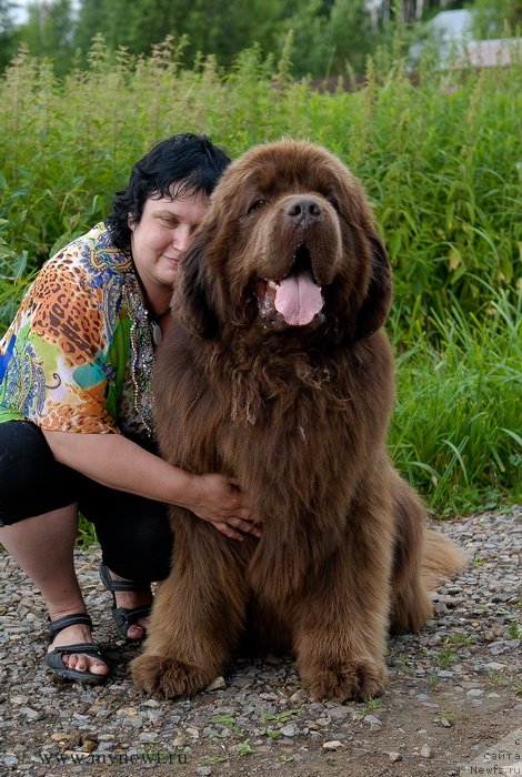 Фото: ньюфаундленд Aetna vom Riesrand (Aetna vom Riesrand), Varvara Ryibalova (Варвара Рыбалова)