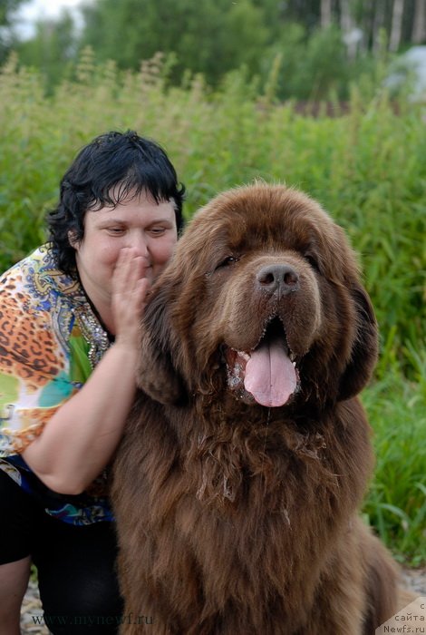 Фото: ньюфаундленд Aetna vom Riesrand (Aetna vom Riesrand), Varvara Ryibalova (Варвара Рыбалова)