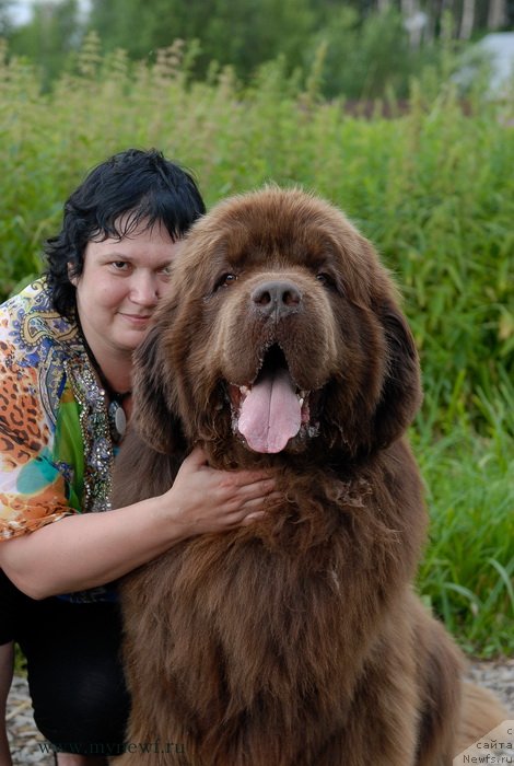 Фото: ньюфаундленд Aetna vom Riesrand (Aetna vom Riesrand), Varvara Ryibalova (Варвара Рыбалова)