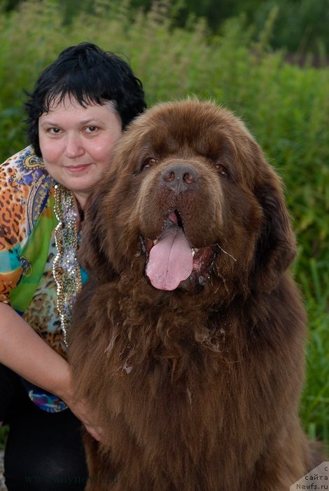 Фото: ньюфаундленд Aetna vom Riesrand (Aetna vom Riesrand), Varvara Ryibalova (Варвара Рыбалова)