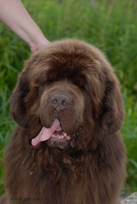 Фото: ньюфаундленд Aetna vom Riesrand (Aetna vom Riesrand)