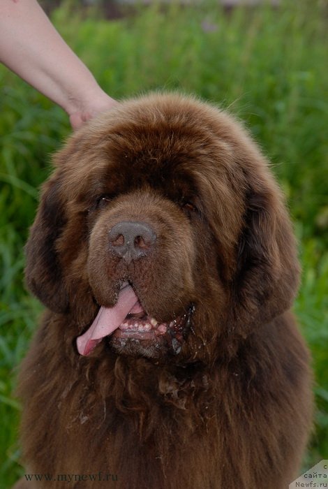 Фото: ньюфаундленд Aetna vom Riesrand (Aetna vom Riesrand)