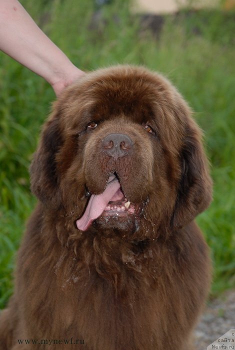 Фото: ньюфаундленд Aetna vom Riesrand (Aetna vom Riesrand)