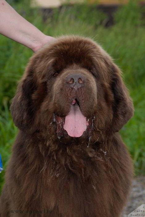 Фото: ньюфаундленд Aetna vom Riesrand (Aetna vom Riesrand)