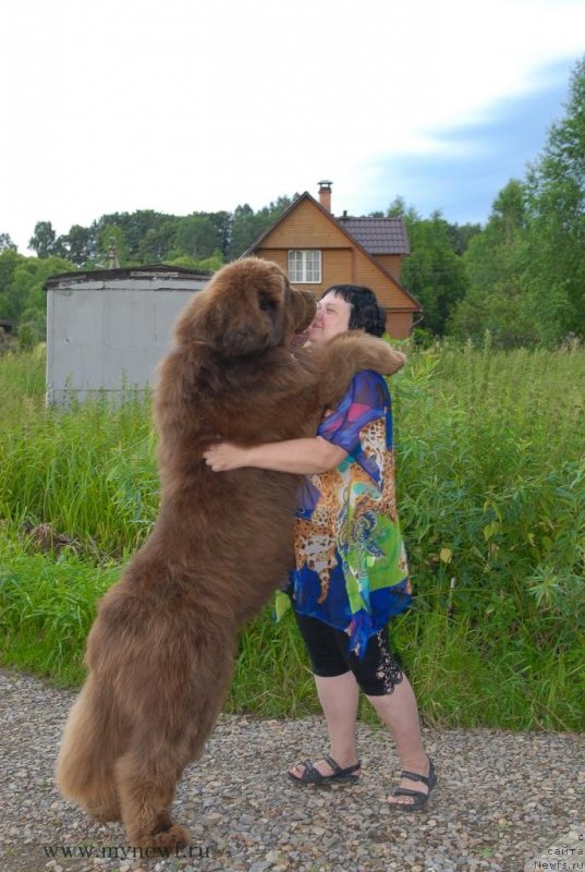 Фото: ньюфаундленд Aetna vom Riesrand (Aetna vom Riesrand), Varvara Ryibalova (Варвара Рыбалова)