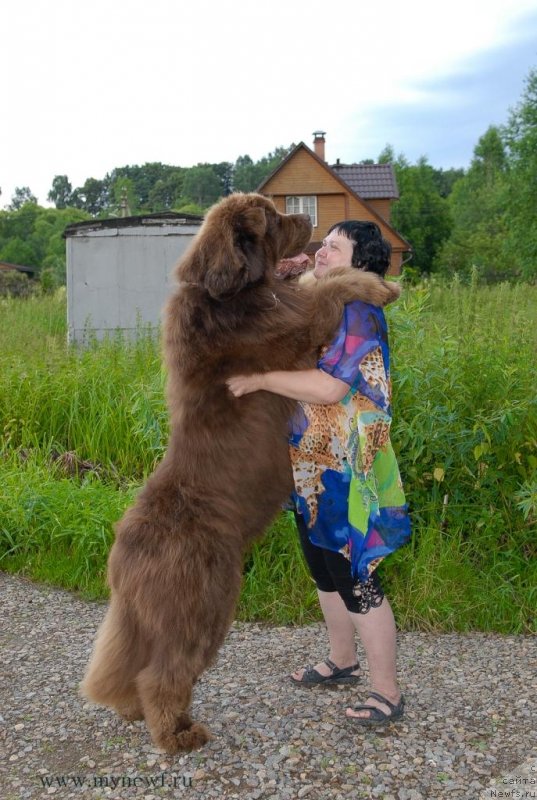 Фото: ньюфаундленд Aetna vom Riesrand (Aetna vom Riesrand), Varvara Ryibalova (Варвара Рыбалова)