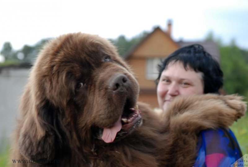 Фото: ньюфаундленд Aetna vom Riesrand (Aetna vom Riesrand), Varvara Ryibalova (Варвара Рыбалова)