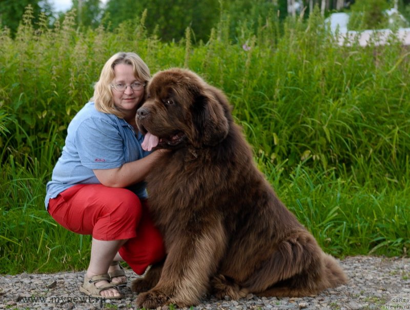 Фото: ньюфаундленд Aetna vom Riesrand (Aetna vom Riesrand), YUliya YAstrebova (Юлия Ястребова)