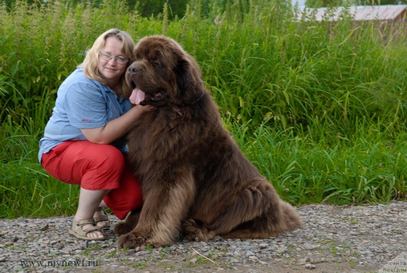 Фото: ньюфаундленд Aetna vom Riesrand (Aetna vom Riesrand), YUliya YAstrebova (Юлия Ястребова)