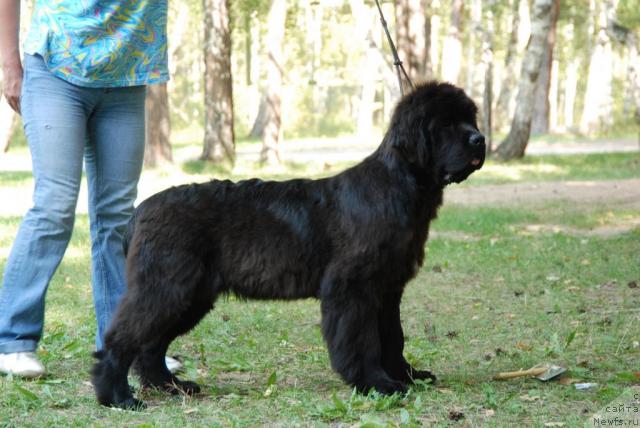 Фото: ньюфаундленд Dynasty Queen iz Medvejyego Yara (Династия Квин из Медвежьего Яра)